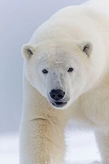 Images Dated 22nd September 2013: Polar Bear walking in the snow Autumn