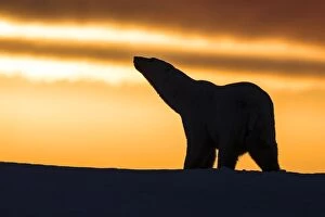 Polar Bear - walking in sunset