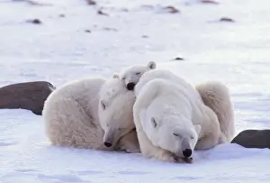 Curled Up Prints: Polar Bear WAT 2353 With cubs snuggling Ursus maritimus © M. Watson / ardea. com