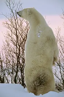 Back View Prints: Polar Bear WAT 5357 Standing on hind legs Ursus maritimus © M. Watson / ARDEA LONDON