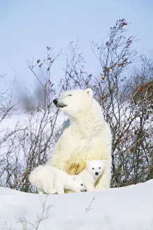 Polar Bear WAT 5749 With cubs. Ursus maritimus © M. Watson / ARDEA LONDON