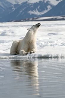 Polar Bear - At waters edge - sitting with head raised