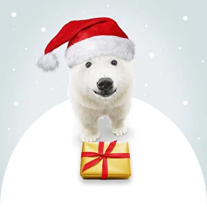 Polar Bear, wearing Christmas hat with Christmas