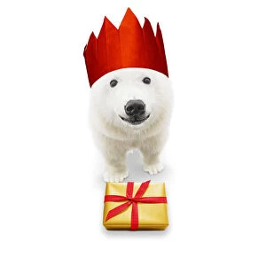 Polar Bear, wearing Christmas party hat with