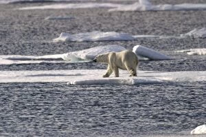 Images Dated 26th August 2003: Polar Bear - wet bear, walking on ice floe. Spitzbergen. Svalbard