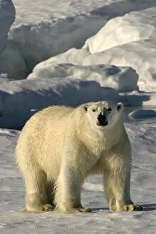 Images Dated 27th August 2003: Polar Bear - with wet fur coat. Spitzbergen. Svalbard