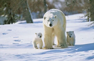 Nurture Gallery: POLAR BEAR and x two cubs walking alongside