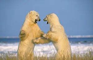 Growling Prints: Polar Bear - x2 fighting