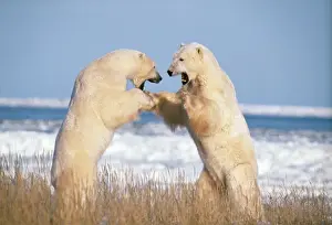 Face To Face Prints: Polar Bear - x2 fighting