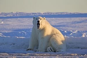 Images Dated 7th October 2013: Polar Bear - yawning