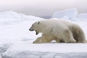 Images Dated 26th August 2003: Polar Bear - yawning. Svalbard