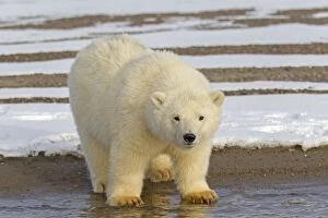 Images Dated 19th September 2013: Polar Bear year old cub Autumn