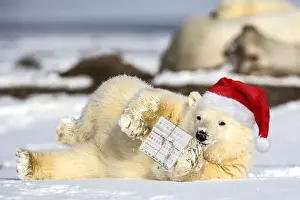 Santa Prints: Polar Bear yearling lying in the snow holding a Christmas present and wearing a red Snata hat