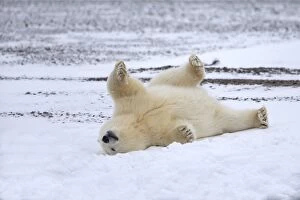 Images Dated 19th September 2013: Polar Bear yearling in the snow Autumn