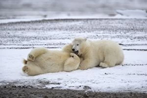 Images Dated 19th September 2013: Polar Bear yearlings playing in the snow Autumn