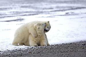 Images Dated 19th September 2013: Polar Bear yearlings playing in the snow Autumn