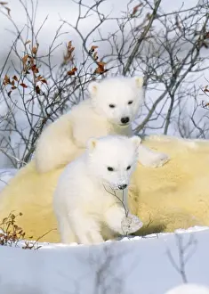 Polar Bear - with young