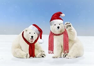 Images Dated 22nd March 2016: Polar Bear two young bears wearing Christmas hats