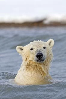 Polar Bear young in the sea Autumn