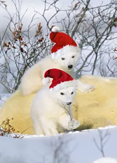 Polar Bear - with young wearing Christmas hats Digital Manipulation: Hats (Su)