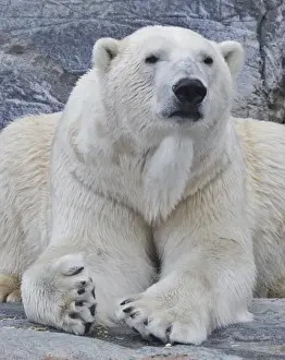 Zoos Prints: Polar Bear - in a zoo