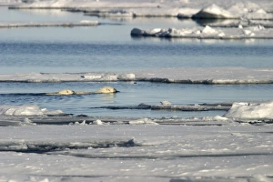 Images Dated 27th August 2003: Polar Bears - adult and young swimming between ice floes. Spitzbergen. Svalbard