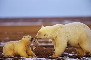 Polar Bears - female with cub - with chunk of whale meat along the Beaufort Sea coast