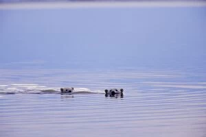 Polar Bears - female with cub swimming in Arctic Ocean off the north coast of Alaska along the Arctic National Wildlife