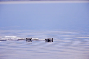 Polar Bears - female with cub swimming in Arctic Ocean off the north coast of Alaska Polar Bears - female with cub swimming in Arctic Ocean off the north coast of Alaska
