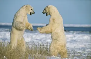 Dangerous Prints: Polar Bears Fighting