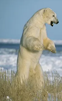 Dangerous Prints: Polar Bears Fighting