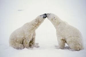 Snow Storm Collection: Polar Bears MA1574