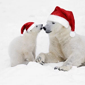 Polar Bears in snow wearing Christmas hats, adult