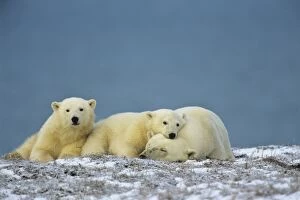 Polar Bears - sow with cubs - resting along the Beaufort Sea coast