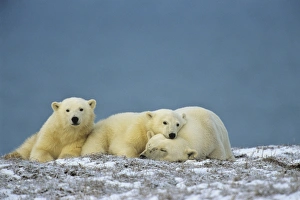 Polar Bears - sow with cubs - resting along the Beaufort Sea coast Polar Bears - sow with cubs - resting along the Beaufort Sea coast