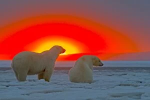 Images Dated 6th October 2013: Polar Bears - in sunset