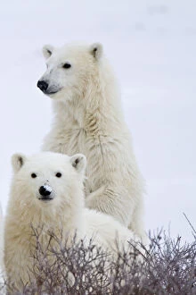 Polar bears (Ursus maritimus) Two cubs in