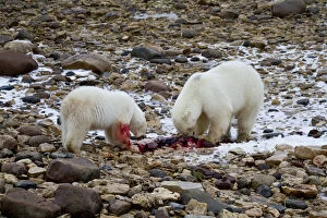 Two Polar bears (Ursus maritimus) eating