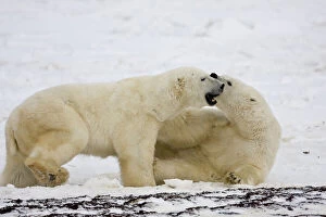 Polar Bears (Ursus maritimus) sparring