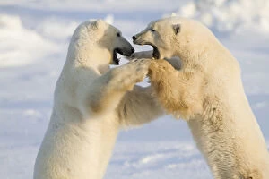 Polar Bears (Ursus maritimus) sparring Churchill