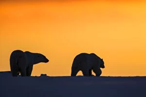 Images Dated 6th October 2013: Polar Bears - walking in sunset