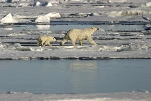Images Dated 27th August 2003: Polar Bears - young following adult across ice floes. Spitzbergen. Svalbard