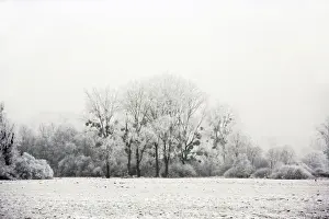 Poplar Prints: Polar Trees - with mistletoe covered in heavy frost