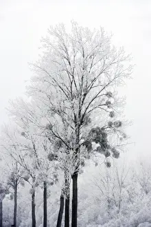 Poplar Prints: Polar Trees - with mistletoe covered in heavy frost