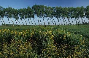 Polder landscape with poplars and yellow flag / yellow iris