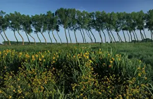 Irises Prints: Polder landscape with poplars and yellowflag Iris / Damme /Belgium