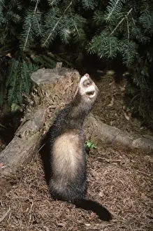Polecat
