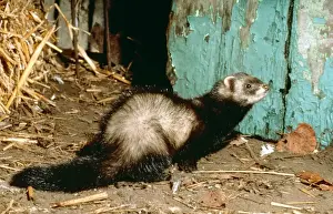 Polecat ME 208 In barn entrance Putorius putorius © Johan de Meester / ARDEA LONDON