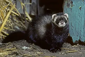 Polecat - in barn
