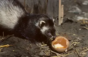 Scavenging Prints: Polecat in barn eating chickenegg